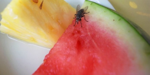 Foto - Yemeğinize sivrisinek konarsa hemen bırakın! Yoksa...