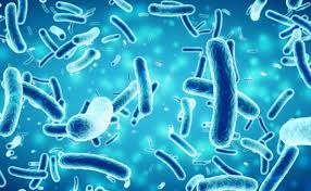 Foto - Yemeğinize sivrisinek konarsa hemen bırakın! Yoksa...