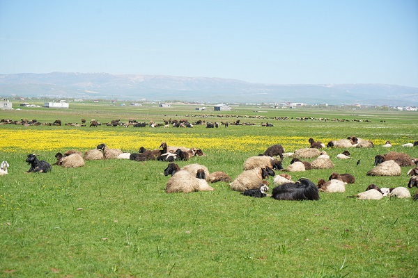Foto - Yemek ve giyim giderleri de karşılanıyor! 40 bin TL maaşla çalışacak kimseyi bulamıyorlar