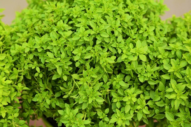 Foto - Yemeklerde sarımsak kullananlar dikkat! Kurutuyor...