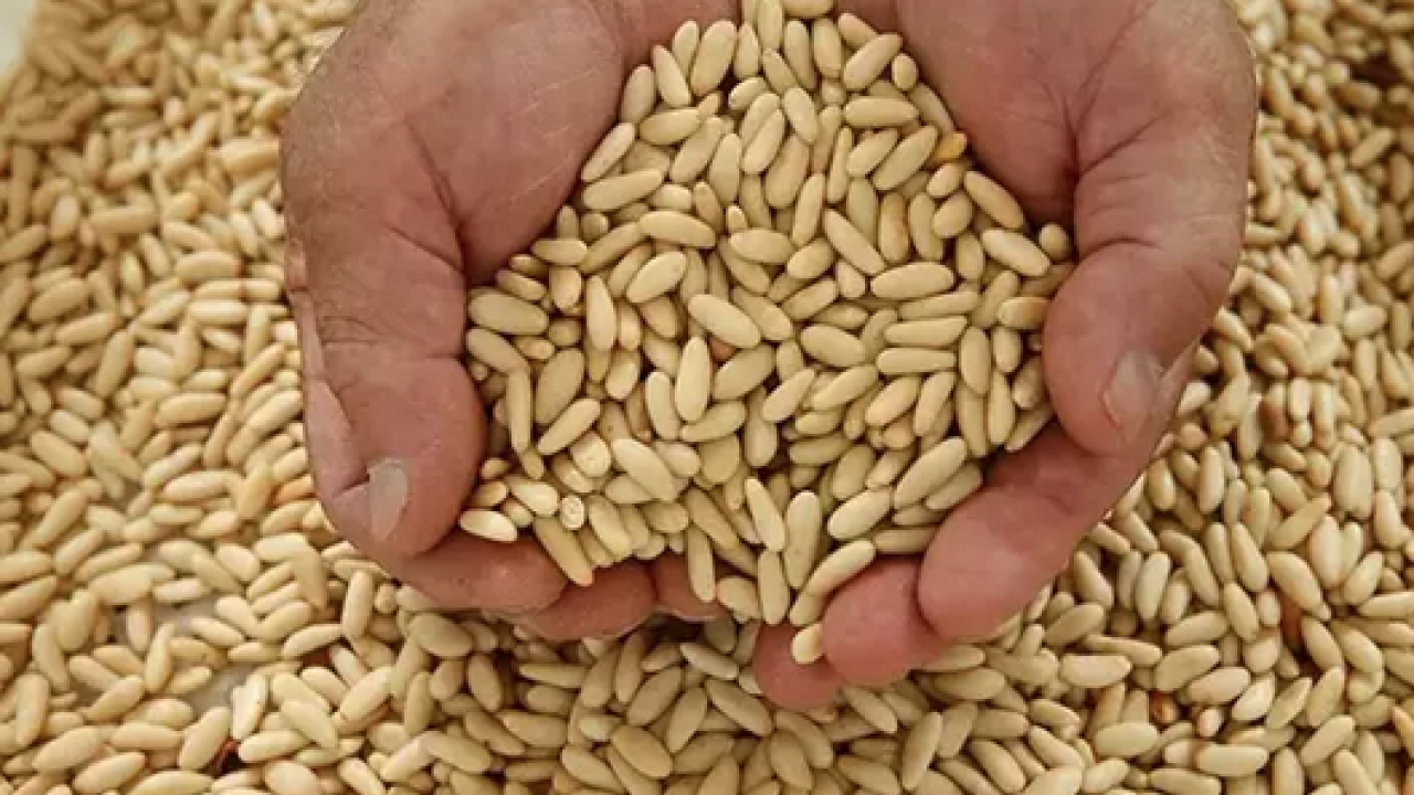 Foto - Yemeklerin içerisine bir avuç ekleyin! Yüzyıllardır yemeklerde kullanılıyor: Kolesterolü damardan kazıyor ve...