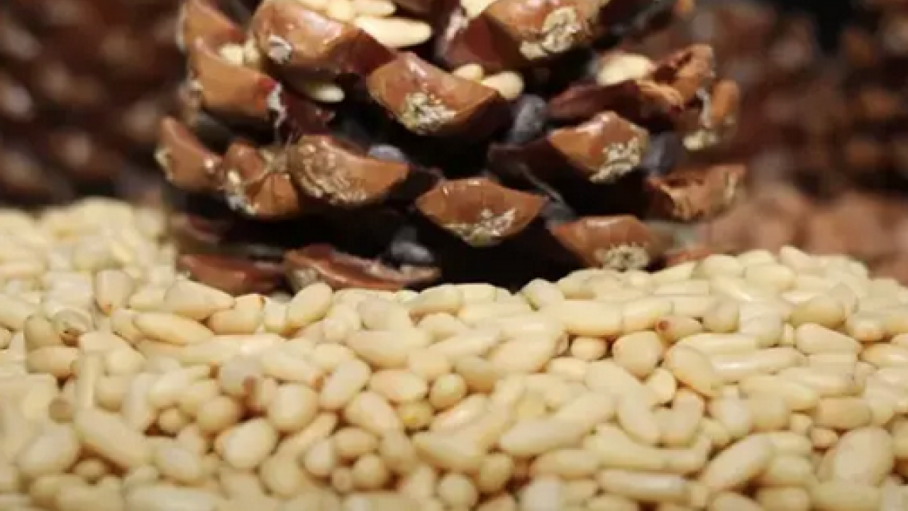 Foto - Yemeklerin içerisine bir avuç ekleyin! Yüzyıllardır yemeklerde kullanılıyor: Kolesterolü damardan kazıyor ve...