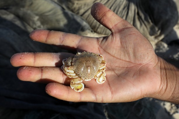 Foto - Yengeç, Gazzeli balıkçıların yüzünü güldürdü