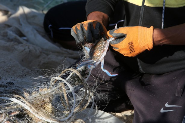 Foto - Yengeç, Gazzeli balıkçıların yüzünü güldürdü