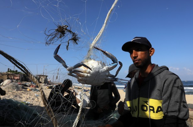 Foto - Yengeç, Gazzeli balıkçıların yüzünü güldürdü