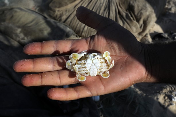 Foto - Yengeç, Gazzeli balıkçıların yüzünü güldürdü