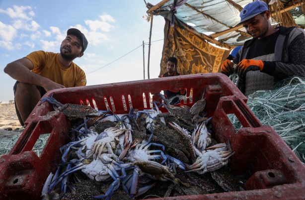 Foto - Yengeç, Gazzeli balıkçıların yüzünü güldürdü
