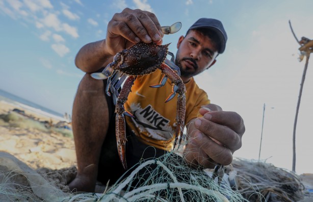 Foto - Yengeç, Gazzeli balıkçıların yüzünü güldürdü