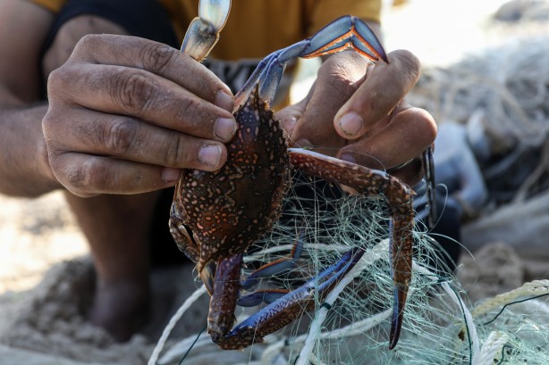 Foto - Yengeç, Gazzeli balıkçıların yüzünü güldürdü
