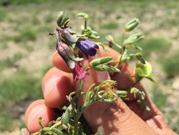 Foto - Yeni bir tür keşfedildi! Bu bitki sadece 2 köyde var