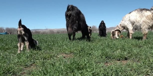 Yeni doğan keçiyi görenler gözlerine inanamadı: Hem tüysüz hem tek gözlü