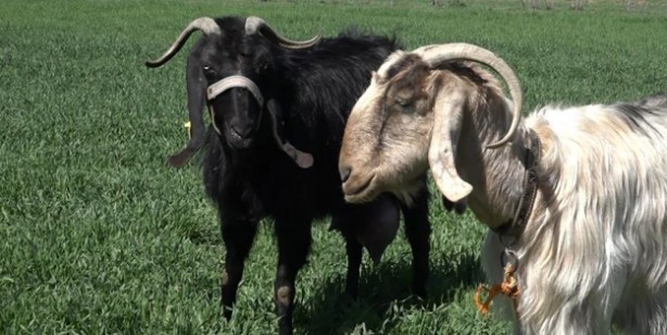 Foto - Yeni doğan keçiyi görenler gözlerine inanamadı: Hem tüysüz hem tek gözlü