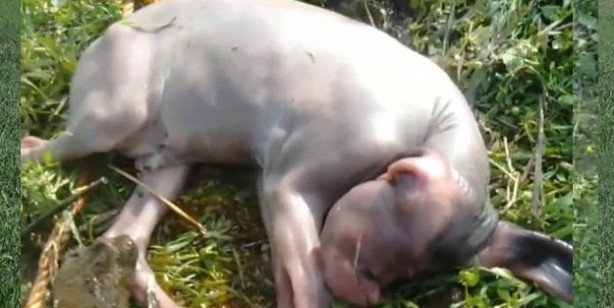 Foto - Yeni doğan keçiyi görenler gözlerine inanamadı: Hem tüysüz hem tek gözlü