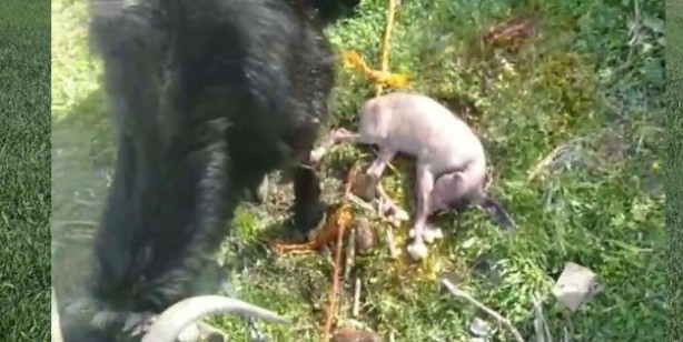 Foto - Yeni doğan keçiyi görenler gözlerine inanamadı: Hem tüysüz hem tek gözlü