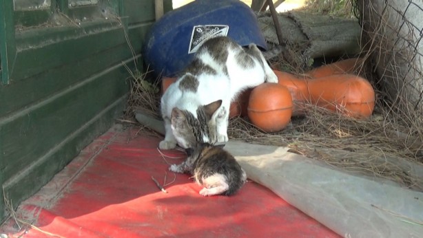 Foto - Yeni doğan yavru kediler yanmaktan son anda kurtarıldı