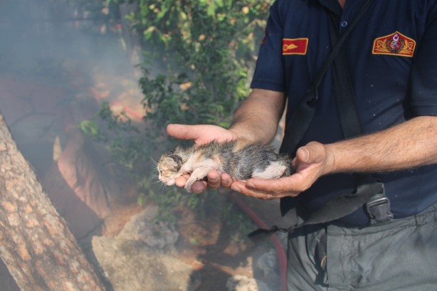 Foto - Yeni doğan yavru kediler yanmaktan son anda kurtarıldı