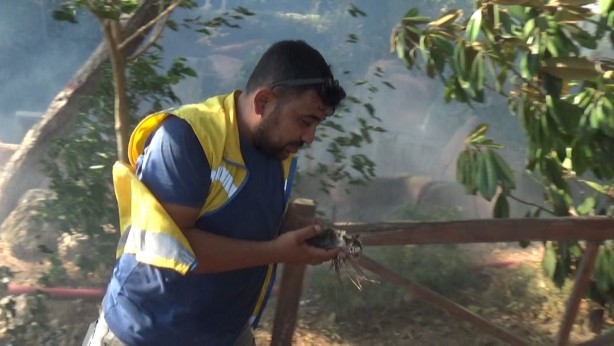 Foto - Yeni doğan yavru kediler yanmaktan son anda kurtarıldı