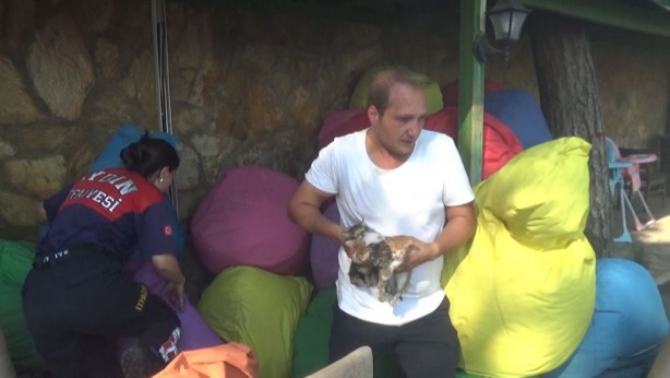 Foto - Yeni doğan yavru kediler yanmaktan son anda kurtarıldı