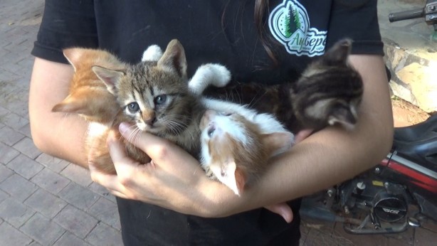 Foto - Yeni doğan yavru kediler yanmaktan son anda kurtarıldı