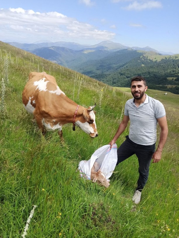 Foto - Yeni doğan yavrusunu bir an bırakmayan inek duygulandırdı!
