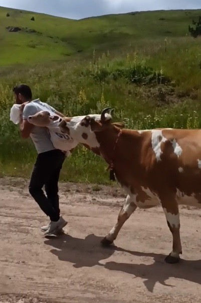 Foto - Yeni doğan yavrusunu bir an bırakmayan inek duygulandırdı!