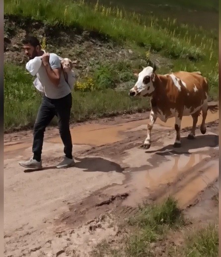 Foto - Yeni doğan yavrusunu bir an bırakmayan inek duygulandırdı!