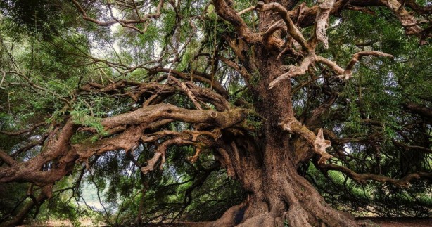Foto - Yeni dönem başlayıp her şey değişti! İncil'de geçen şifalı kayıp ağaç bulundu: Peki nedir nerede kullanılır?
