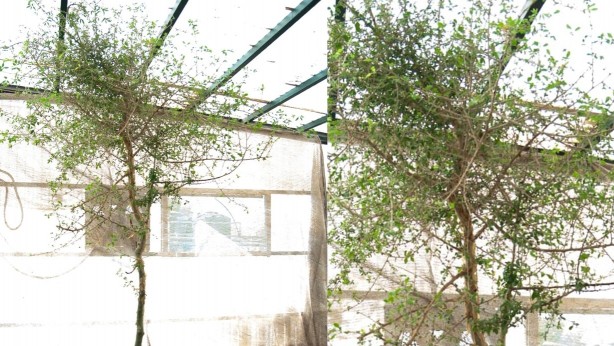 Foto - Yeni dönem başlayıp her şey değişti! İncil'de geçen şifalı kayıp ağaç bulundu: Peki nedir nerede kullanılır?