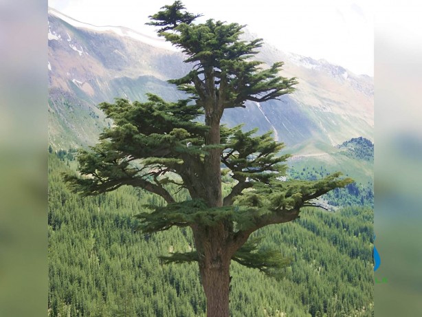 Foto - Yeni dönem başlayıp her şey değişti! İncil'de geçen şifalı kayıp ağaç bulundu: Peki nedir nerede kullanılır?