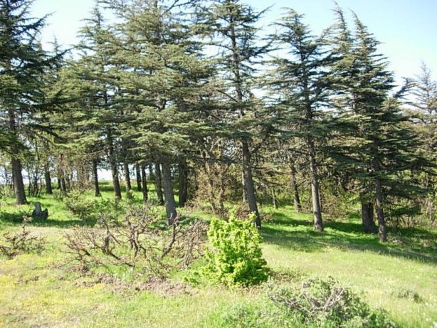 Foto - Yeni dönem başlayıp her şey değişti! İncil'de geçen şifalı kayıp ağaç bulundu: Peki nedir nerede kullanılır?