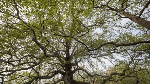 Foto - Yeni dönem başlayıp her şey değişti! İncil'de geçen şifalı kayıp ağaç bulundu: Peki nedir nerede kullanılır?