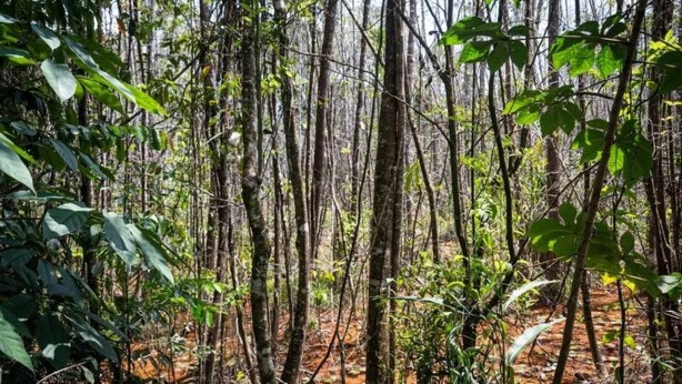 Foto - Yeni dönem başlayıp her şey değişti! İncil'de geçen şifalı kayıp ağaç bulundu: Peki nedir nerede kullanılır?