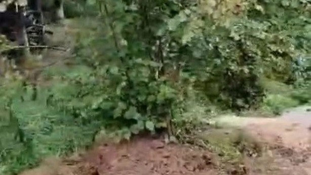 Foto - Yeni dönem başlayıp her şey değişti! İncil'de geçen şifalı kayıp ağaç bulundu: Peki nedir nerede kullanılır?