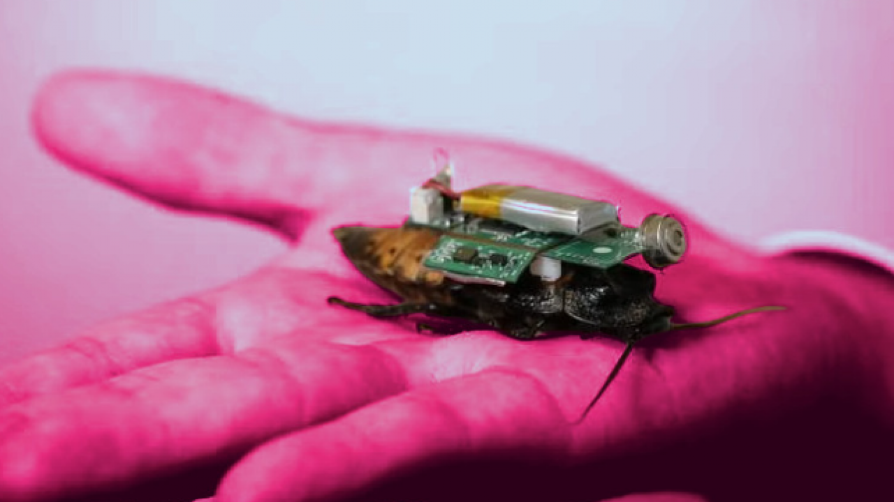 Foto - Yeni nesil savaş teknolojisi! Casus hamamböcekleri