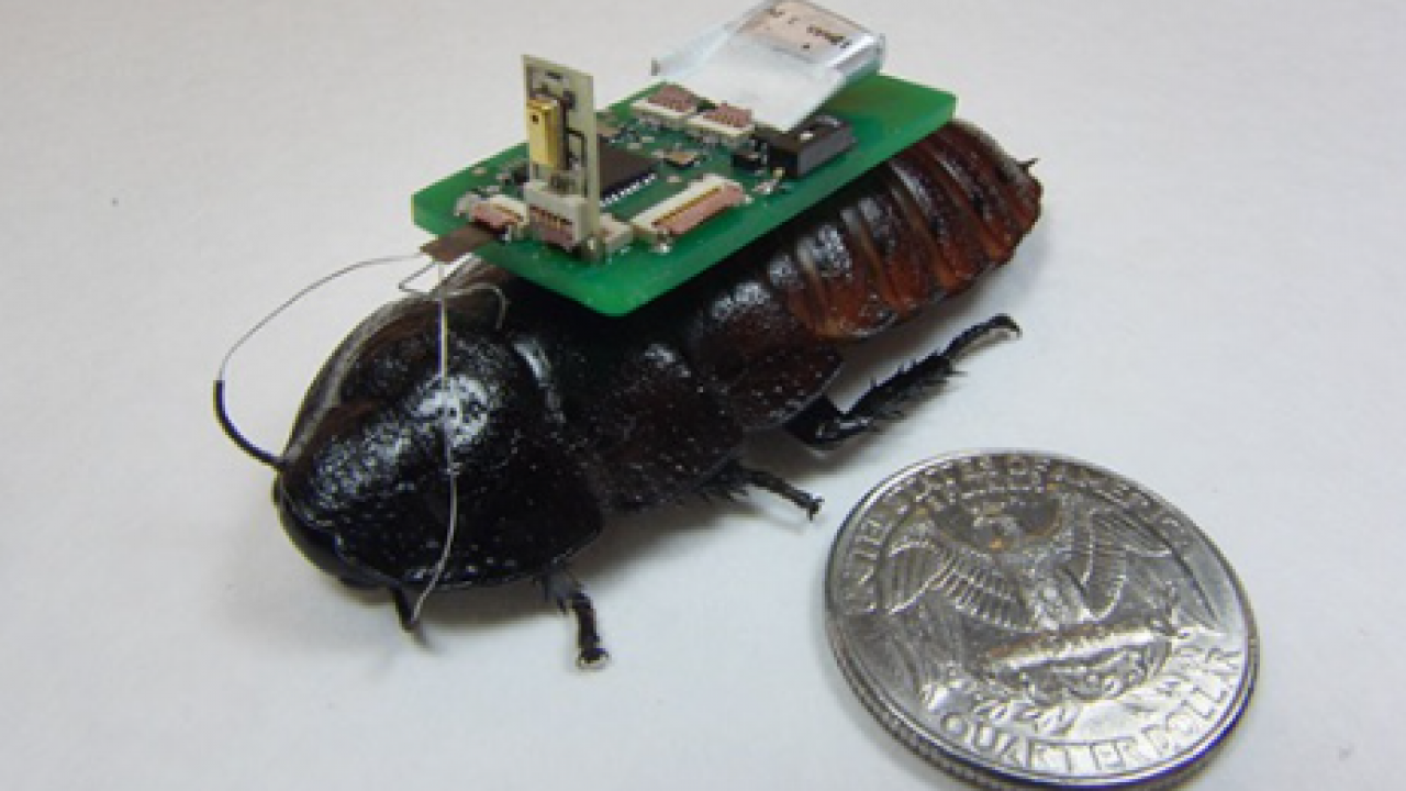 Foto - Yeni nesil savaş teknolojisi! Casus hamamböcekleri