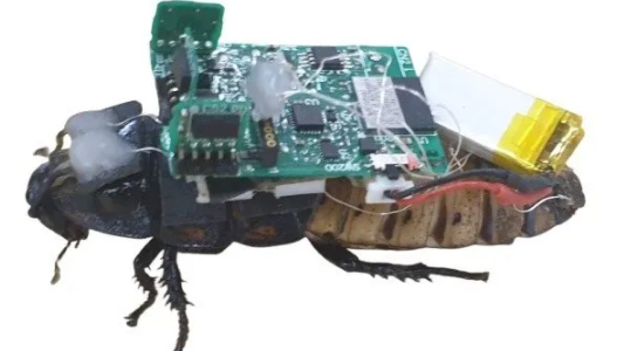 Yeni nesil savaş teknolojisi! Casus hamamböcekleri