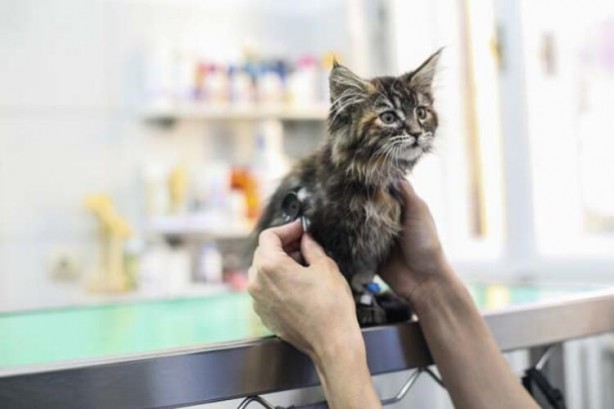 Foto - Yeni ölümcül salgın kabusu! Kediden insana...