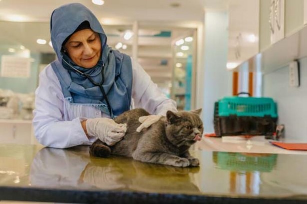 Foto - Yeni ölümcül salgın kabusu! Kediden insana...