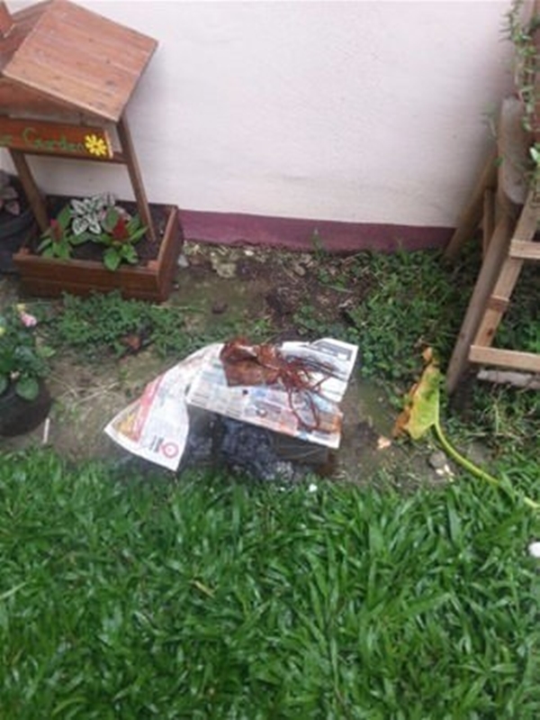 Foto - Yeni taşındığı evin bahçesinden bakın ne çıktı!