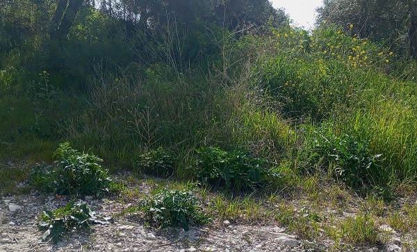 Foto - Yeni Tülüşah alanı keşfedildi