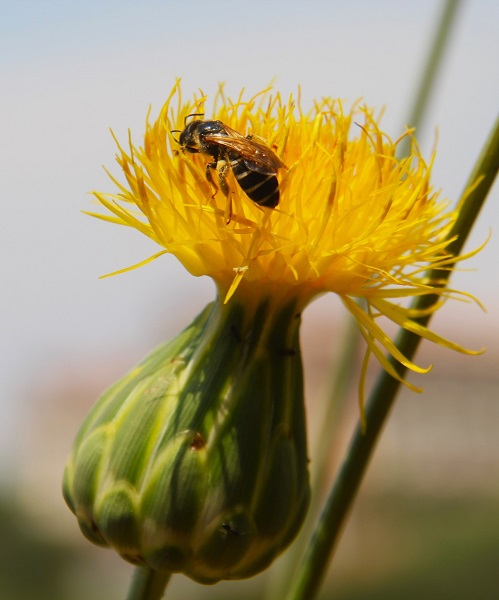 Foto - Yeni Tülüşah alanı keşfedildi