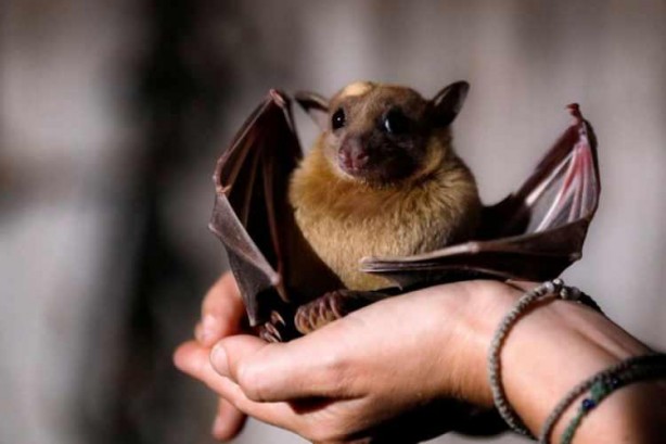 Foto - Yeni virüs alarmı: Yarasa nüfusunda çok bulaşıcı ve öldürücü