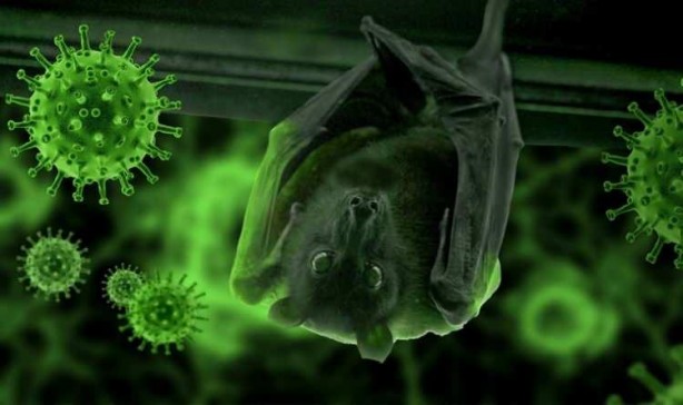 Foto - Yeni virüs alarmı: Yarasa nüfusunda çok bulaşıcı ve öldürücü