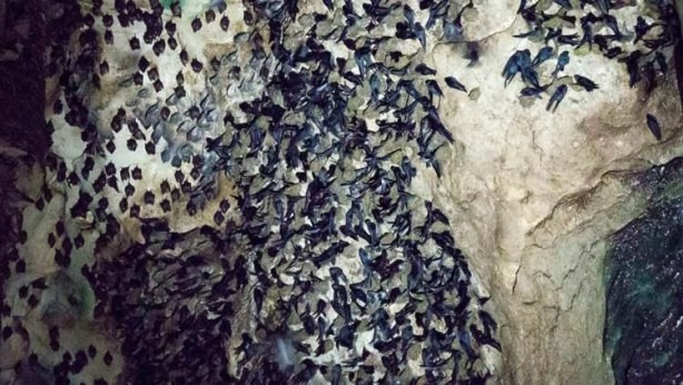 Yeni virüs alarmı: Yarasa nüfusunda çok bulaşıcı ve öldürücü