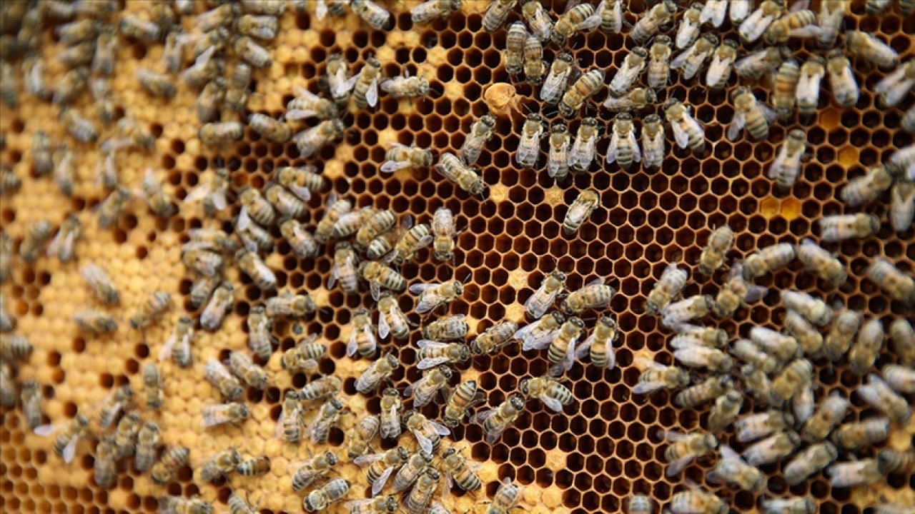 Arıcılıkta yeni dönem! Mesleki standart geliyor