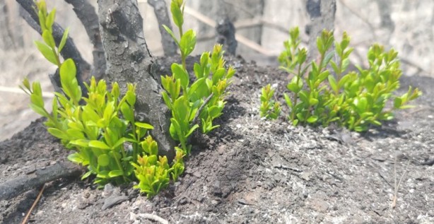 Foto - Yeniden dirilişin karesi