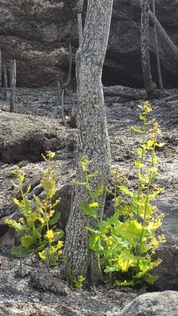 Foto - Yeniden dirilişin karesi