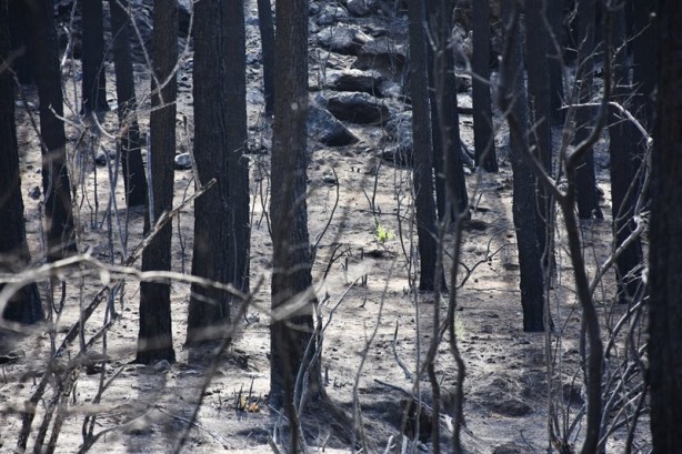 Foto - Yeniden dirilişin karesi