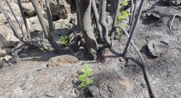 Foto - Yeniden dirilişin karesi