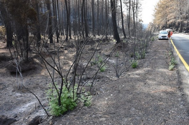 Foto - Yeniden dirilişin karesi